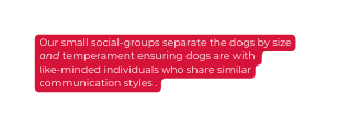 Our small social groups separate the dogs by size and temperament ensuring dogs are with like minded individuals who share similar communication styles